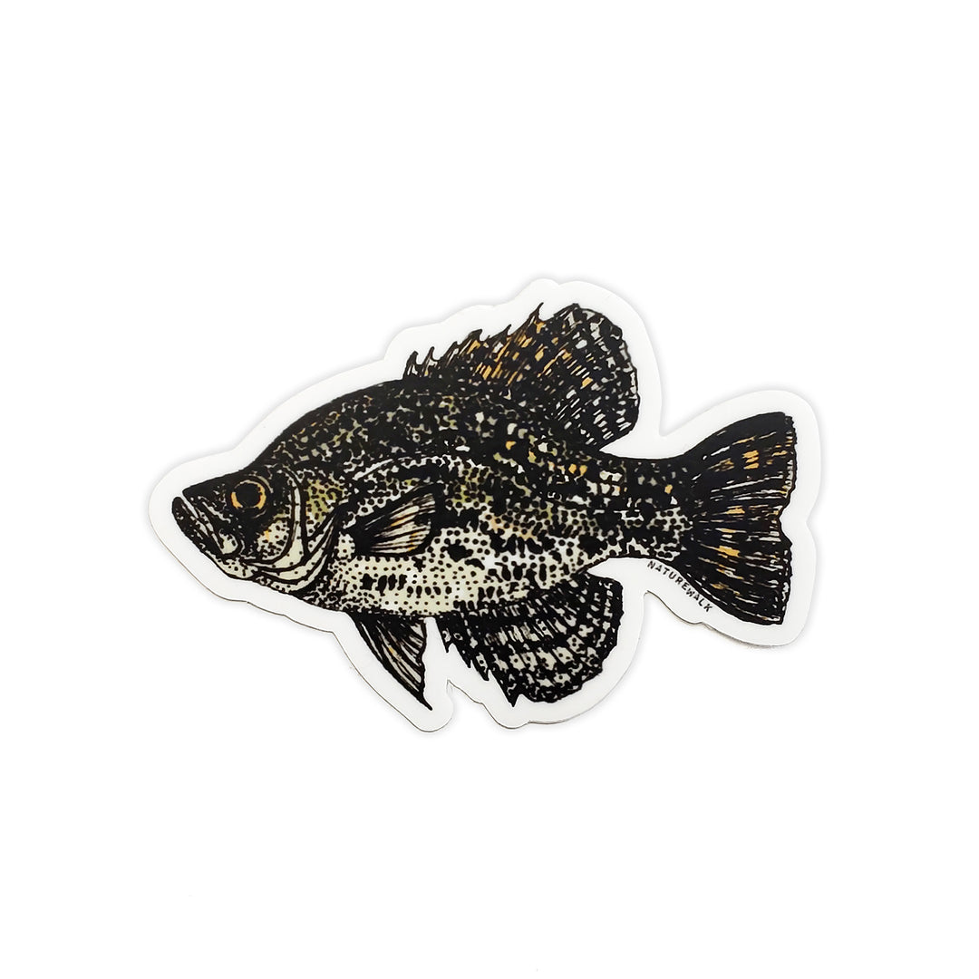 Crappie Freshwater Decal